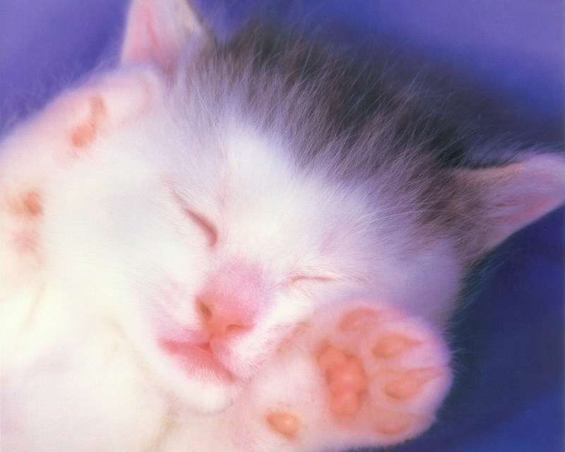 [Pure Cats Vol. 027]; DISPLAY FULL IMAGE.