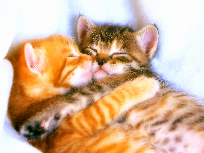[Pure Cats Extra]; DISPLAY FULL IMAGE.