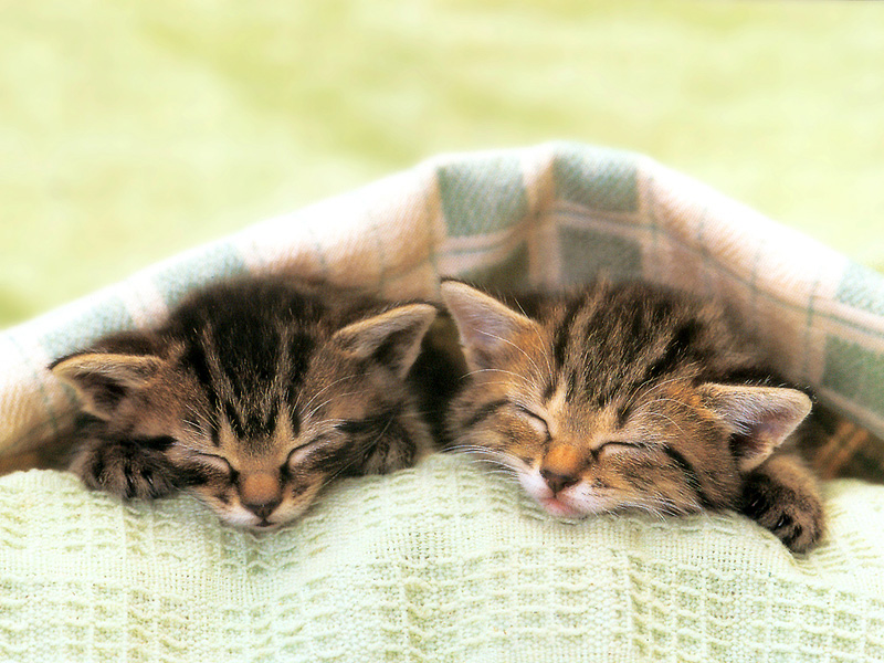 [Pure Cats Extra]; DISPLAY FULL IMAGE.
