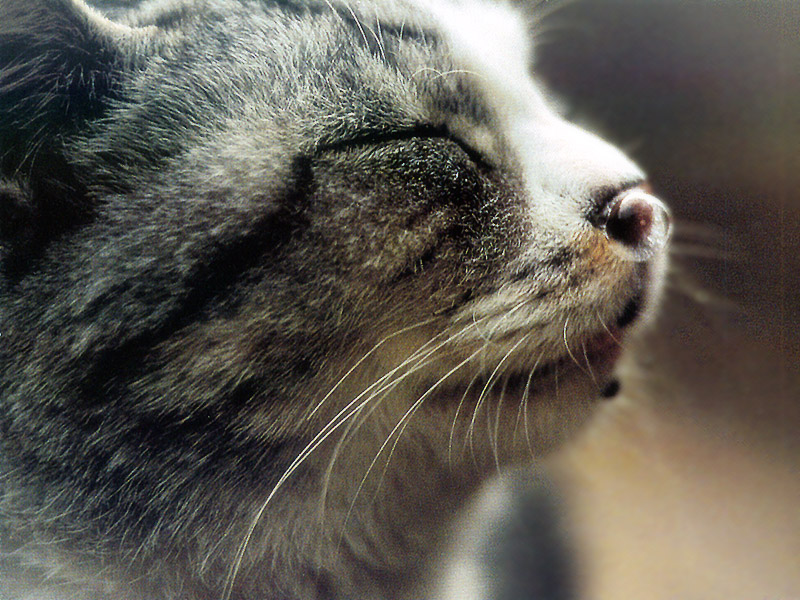 [Pure Cats Extra]; DISPLAY FULL IMAGE.