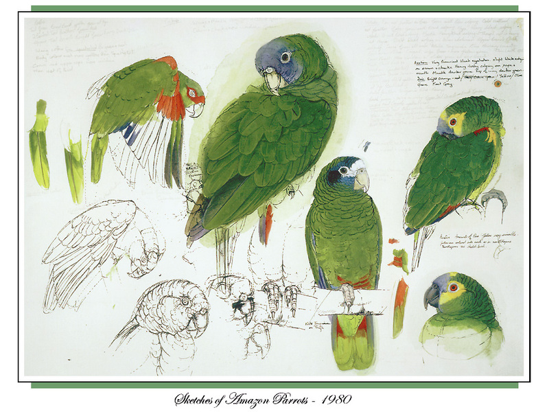 [Ollie Scan] Sketches of Amazon Parrots (1980); DISPLAY FULL IMAGE.