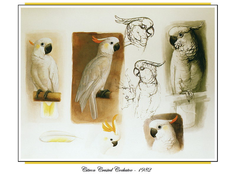 [Ollie Scan] Citron Crested Cockatoo (1982); DISPLAY FULL IMAGE.