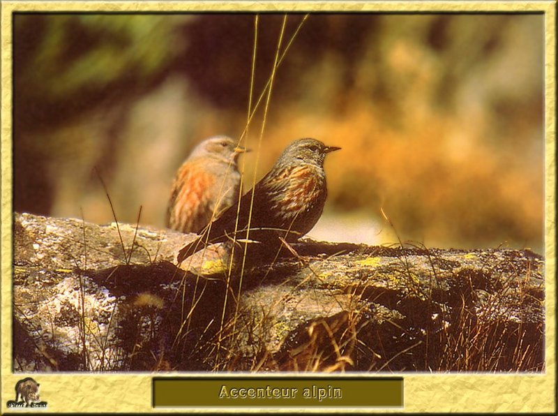 Accenteur alpin - Prunella collaris - Alpine Accentor; DISPLAY FULL IMAGE.