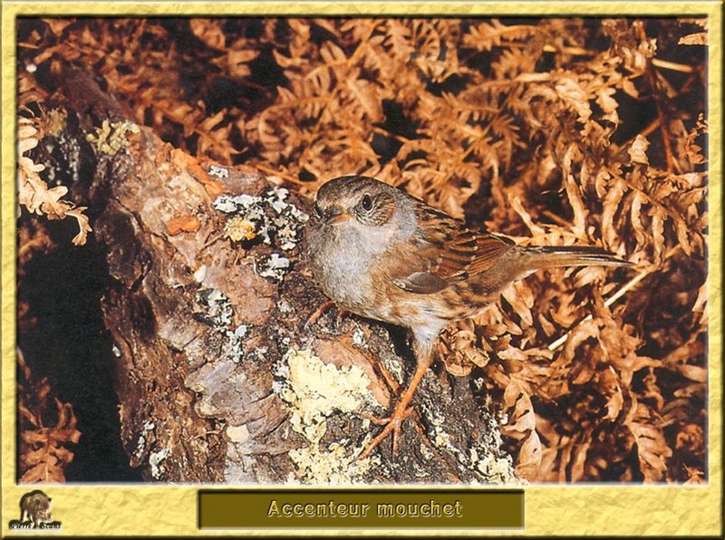 Accenteur mouchet - Prunella modularis - Hedge Accentor; DISPLAY FULL IMAGE.