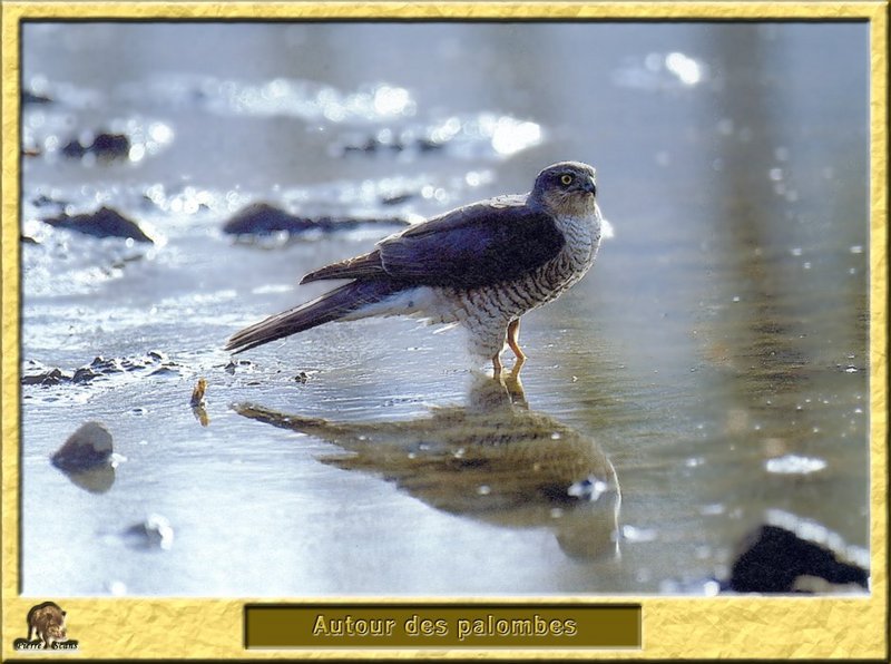 Autour des palombes - Accipiter gentilis - Northern Goshawk; DISPLAY FULL IMAGE.