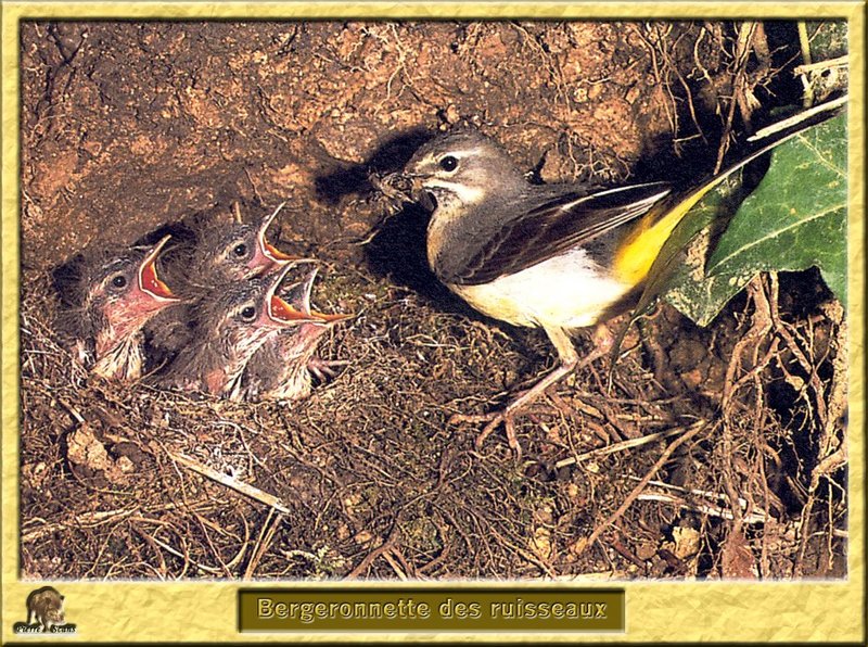 Bergeronnette des ruisseaux - Motacilla cinerea - Grey Wagtail; DISPLAY FULL IMAGE.
