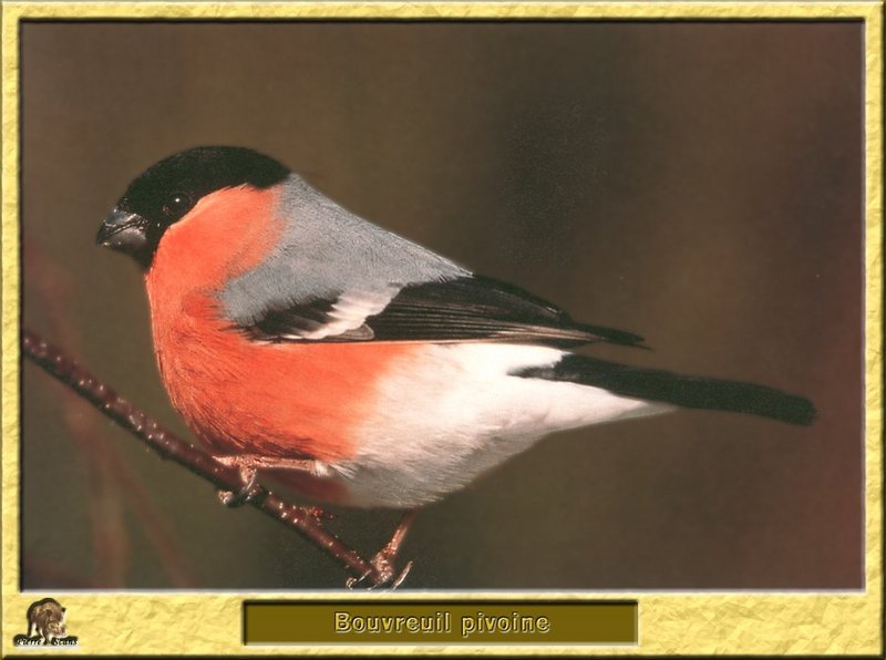 Bouvreuil pivoine - Pyrrhula pyrrhula - Eurasian Bullfinch; DISPLAY FULL IMAGE.