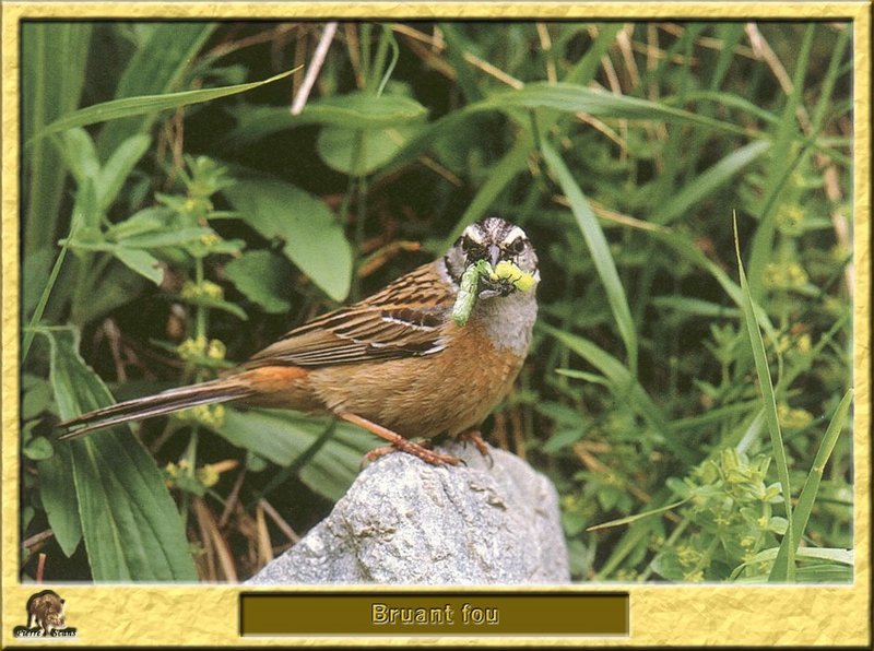 Bruant fou - Emberiza cia - Rock Bunting; DISPLAY FULL IMAGE.