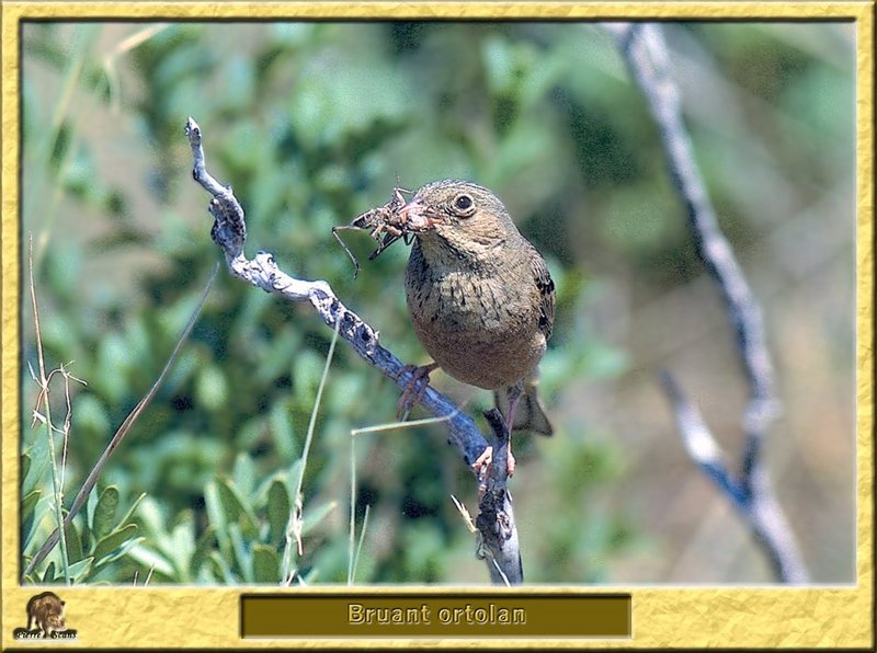 Bruant ortolan - Emberiza hortulana - Ortolan Bunting; DISPLAY FULL IMAGE.