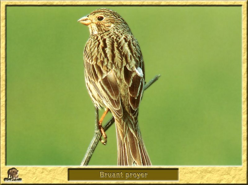 Bruant proyer - Miliaria calandra - Corn Bunting; DISPLAY FULL IMAGE.