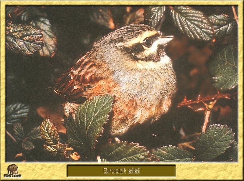 Bruant zizi - Emberiza cirlus - Cirl Bunting; DISPLAY FULL IMAGE.