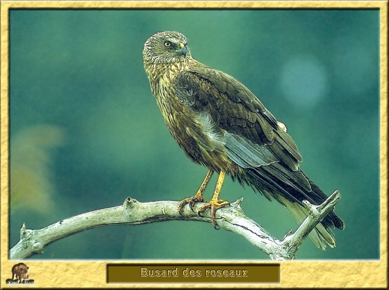 Busard des roseaux - Circus aeruginosus - Marsh Harrier; DISPLAY FULL IMAGE.