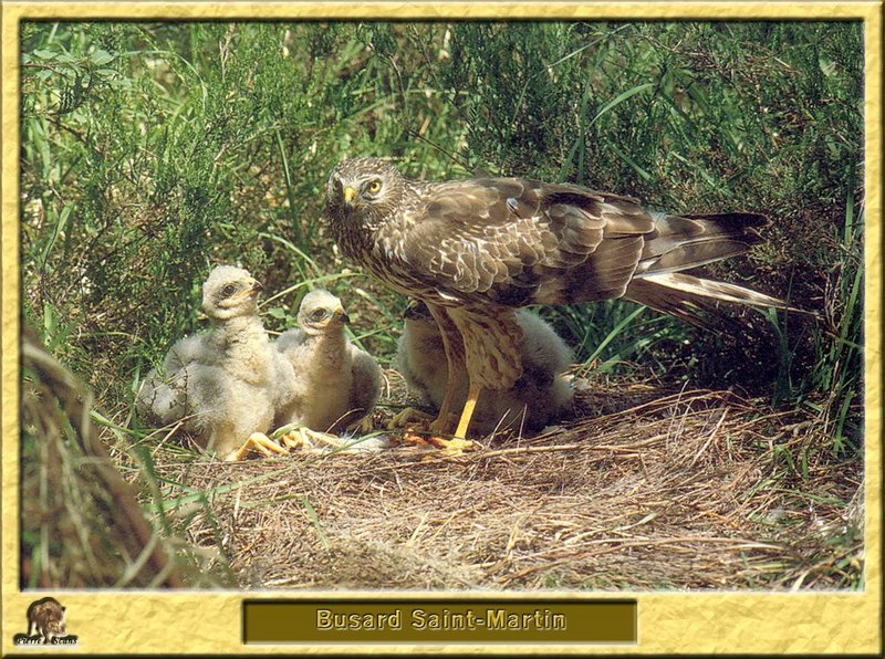 Busard Saint-Martin - Circus cyaneus - Northern Harrier or Hen Harrier; DISPLAY FULL IMAGE.