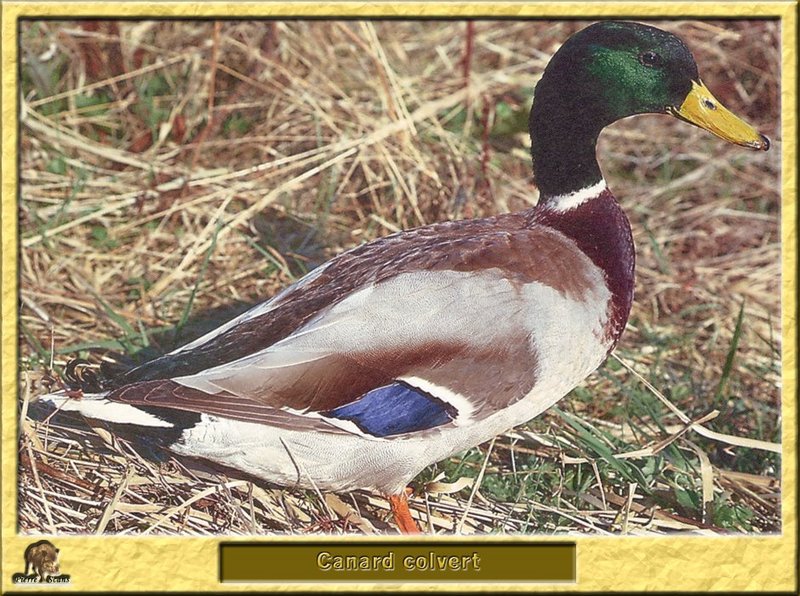 Canard colvert - Anas platyrhynchos - Common Mallard; DISPLAY FULL IMAGE.