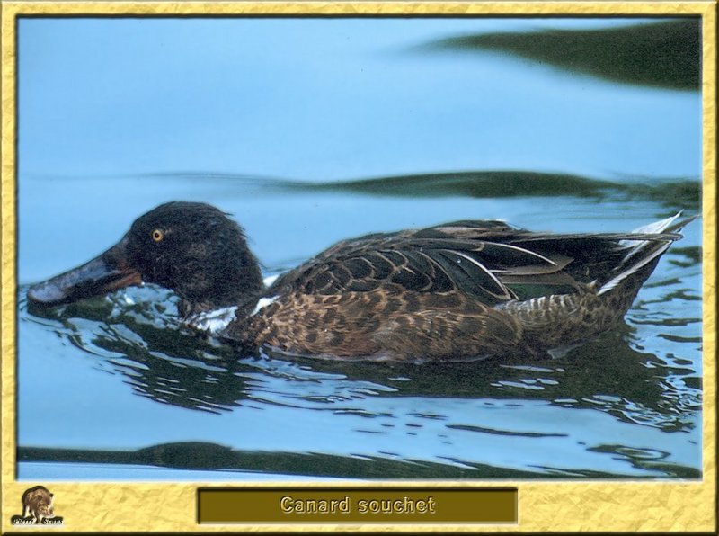 Canard souchet - Anas clypeata - Northern Shoveler; DISPLAY FULL IMAGE.