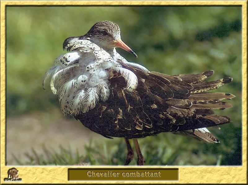 Chevalier combattant - Philomachus pugnax - Ruff; DISPLAY FULL IMAGE.