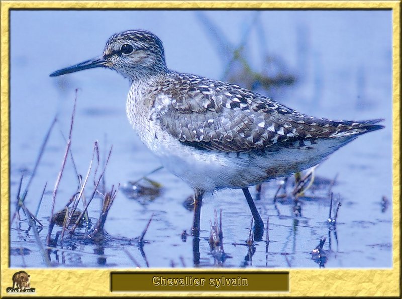 Chevalier sylvain - Tringa glareola - Wood Sandpiper; DISPLAY FULL IMAGE.