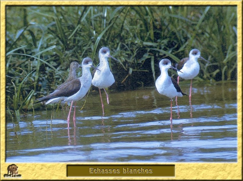Echasses blanches - Himantopus himantopus - Black-winged Stilt; DISPLAY FULL IMAGE.