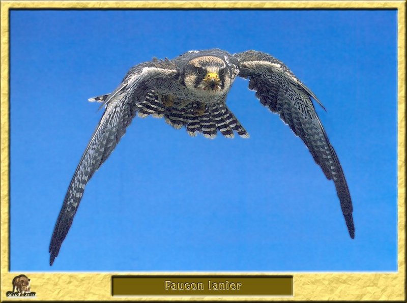 Faucon lanier - Falco biarmicus - Lanner Falcon; DISPLAY FULL IMAGE.