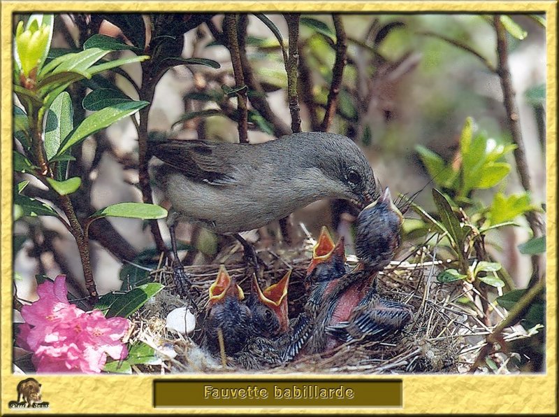 Fauvette babillarde - Sylvia curruca - Lesser Whitethroat; DISPLAY FULL IMAGE.