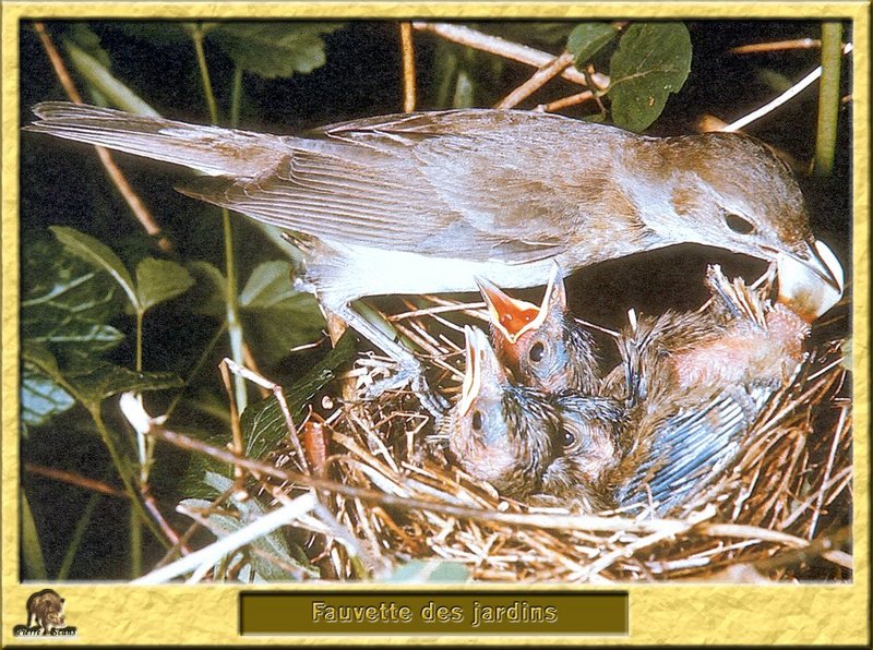 Fauvette des jardins - Sylvia borin - Garden Warbler; DISPLAY FULL IMAGE.
