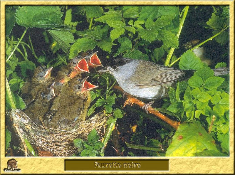 Fauvette ?? t??te noire - Sylvia atricapilla - Blackcap; DISPLAY FULL IMAGE.
