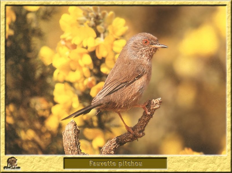 Fauvette pitchou - Sylvia undata - Dartford Warbler; DISPLAY FULL IMAGE.