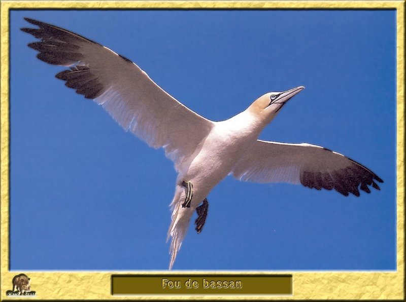 Fou de Bassan - Morus bassanus - Northern Gannet; DISPLAY FULL IMAGE.
