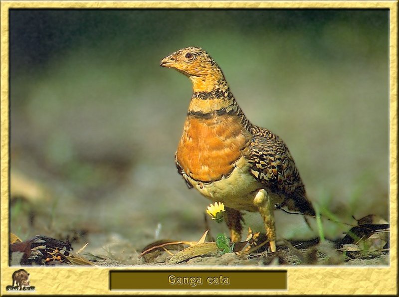 Ganga cata - Pterocles alchata - Pin-tailed Sandgrouse; DISPLAY FULL IMAGE.