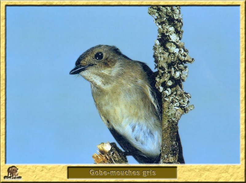 Gobe-mouches gris - Muscicapa striata - Spotted Flycatcher; DISPLAY FULL IMAGE.