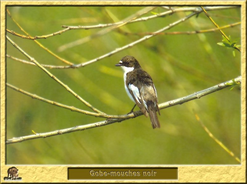 Gobe-mouches noir - Ficedula hypoleuca - Pied Flycatcher; DISPLAY FULL IMAGE.