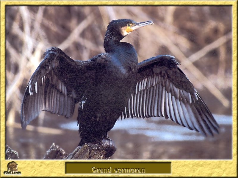Grand Cormoran - Phalacrocorax carbo - Great Cormorant; DISPLAY FULL IMAGE.