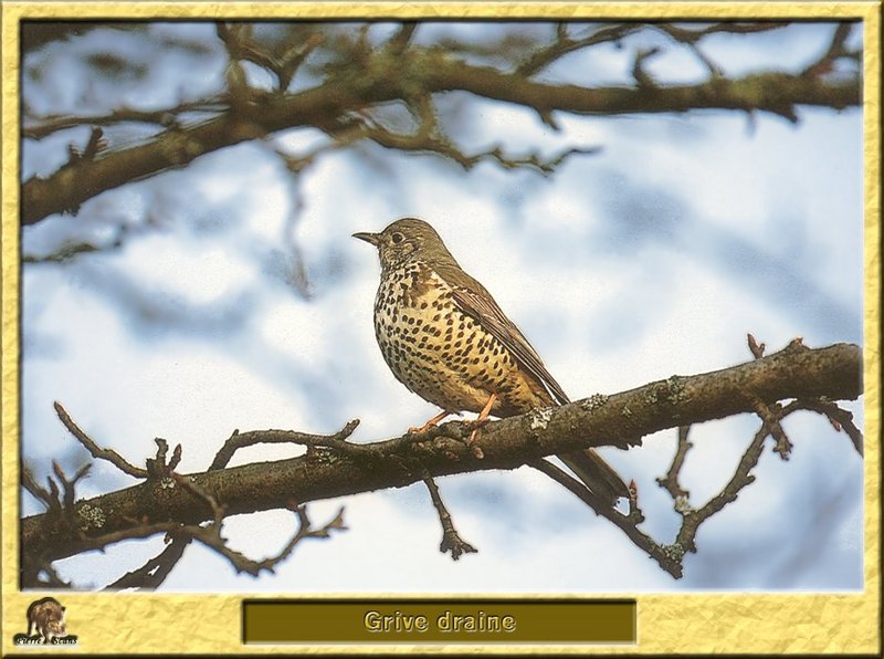 Grive draine - Turdus viscivorus - Mistle Thrush; DISPLAY FULL IMAGE.