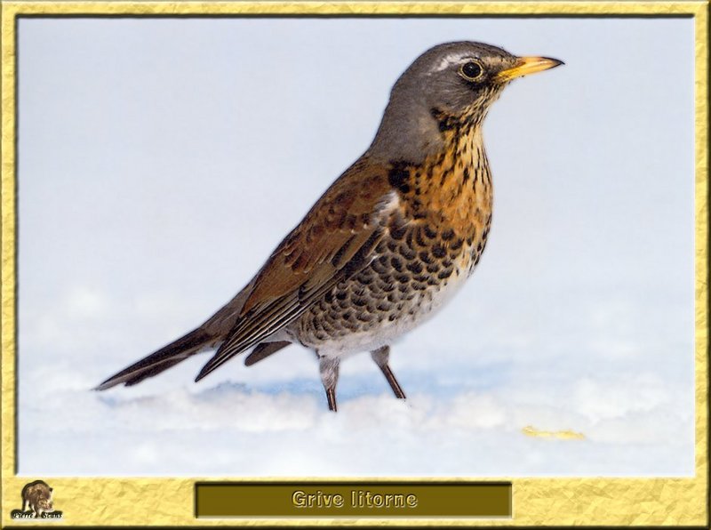 Grive litorne - Turdus pilaris - Fieldfare; DISPLAY FULL IMAGE.