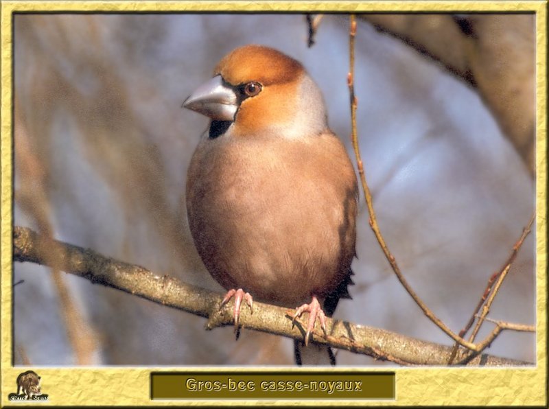 Grosbec casse-noyaux - Coccothraustes coccothraustes - Hawfinch; DISPLAY FULL IMAGE.