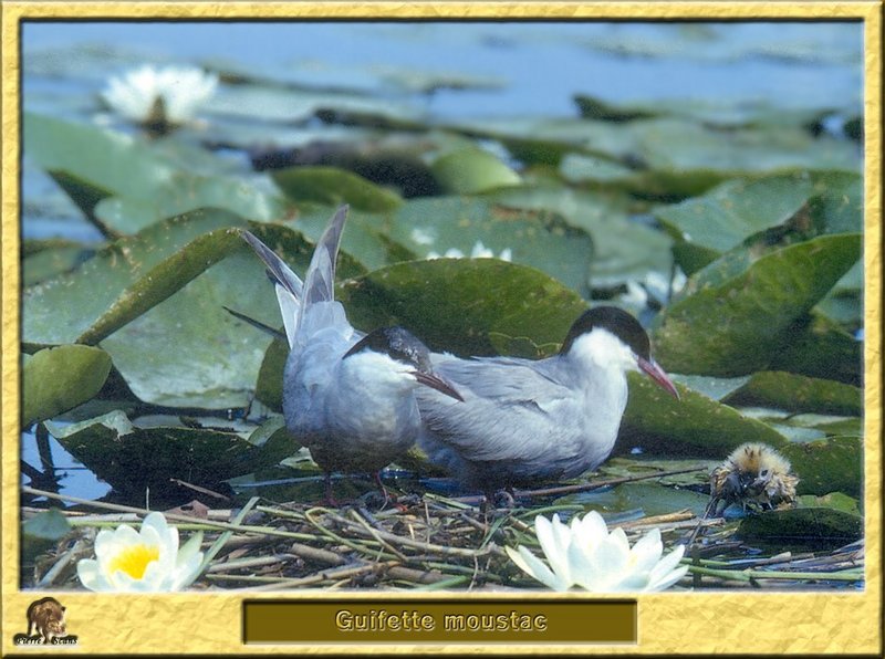 Guifette moustac - Chlidonias hybridus - Whiskered Tern; DISPLAY FULL IMAGE.