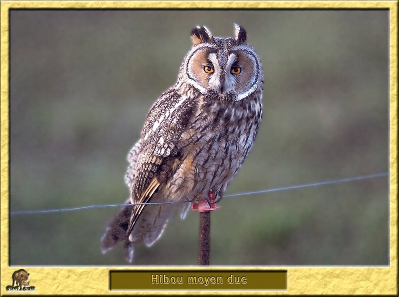 Hibou moyen-duc - Asio otus - Long-eared Owl; DISPLAY FULL IMAGE.