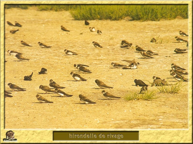 Hirondelle de rivage - Riparia riparia - Sand Martin or Bank Swallow; DISPLAY FULL IMAGE.