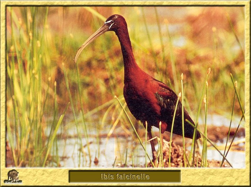 Ibis falcinelle - Plegadis falcinellus - Glossy Ibis; DISPLAY FULL IMAGE.