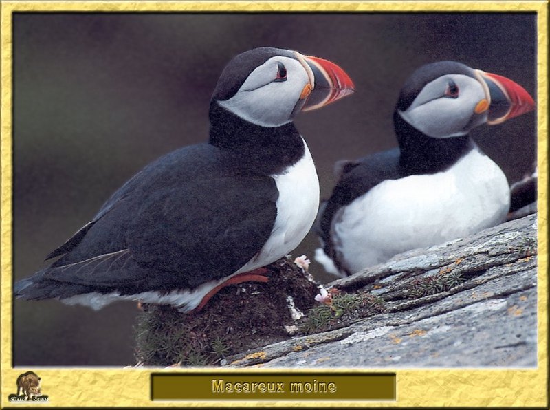 Macareux moine - Fratercula arctica - Atlantic Puffin; DISPLAY FULL IMAGE.