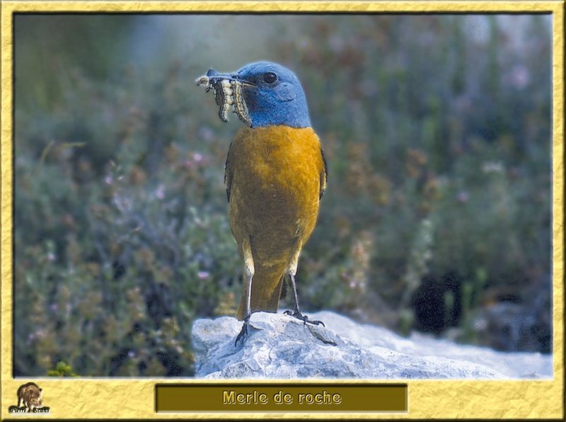 Merle de roche - Monticola saxatilis -Rufous-tailed Rock-Thrush; DISPLAY FULL IMAGE.