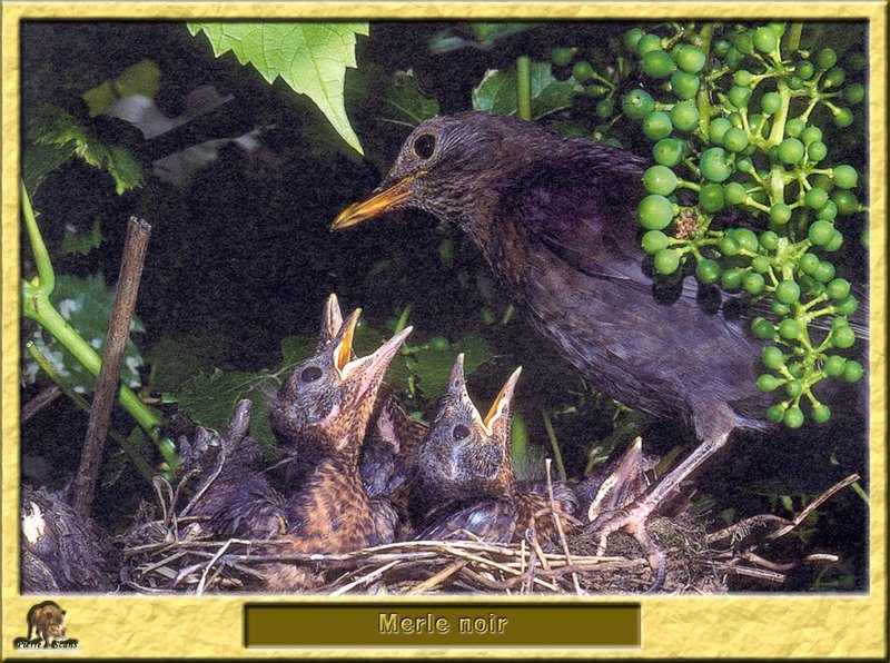 Merle noir - Turdus merula - Eurasian or Common Blackbird; DISPLAY FULL IMAGE.