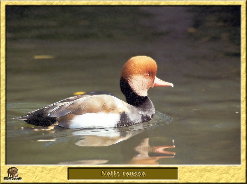 Nette rousse - Netta rufina - Red-crested Pochard; DISPLAY FULL IMAGE.