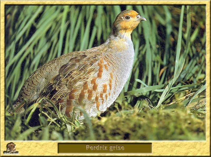 Perdrix grise - Perdix perdix - Grey Partridge; DISPLAY FULL IMAGE.