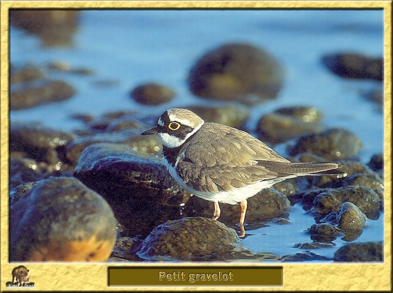 Petit Gravelot - Charadrius dubius - Little Ringed Plover; DISPLAY FULL IMAGE.