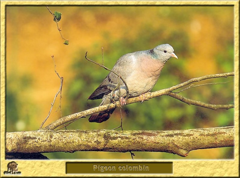 Pigeon colombin - Columba oenas - Stock Pigeon or Stock Dove; DISPLAY FULL IMAGE.