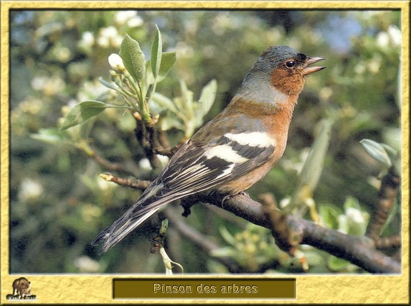 Pinson des arbres - Fringilla coelebs - Chaffinch; DISPLAY FULL IMAGE.