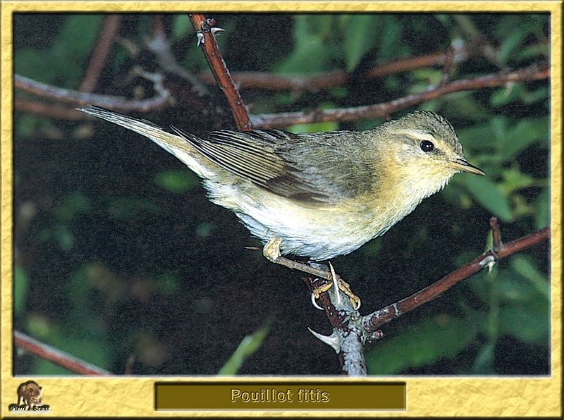 Pouillot fitis - Phylloscopus trochilus - Willow Warbler; DISPLAY FULL IMAGE.