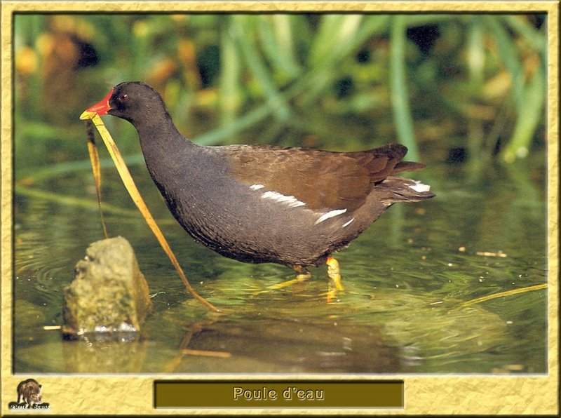 Gallinule poule-d'eau - Gallinula chloropus - Common Moorhen; DISPLAY FULL IMAGE.