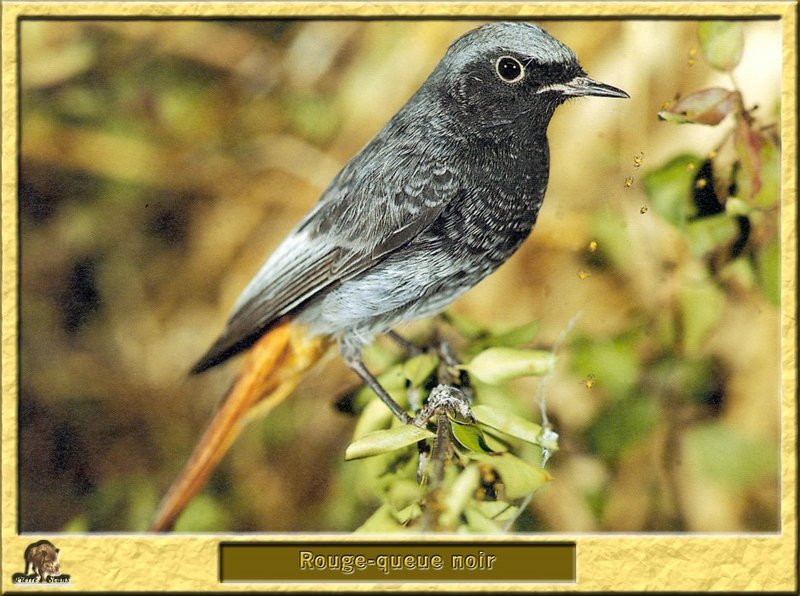 Rouge-queue noir - Phoenicurus ochruros - Black Redstart; DISPLAY FULL IMAGE.